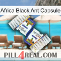 Africa Black Ant Capsule 12